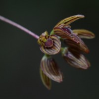 Bulbophyllum petiolare Thwaites